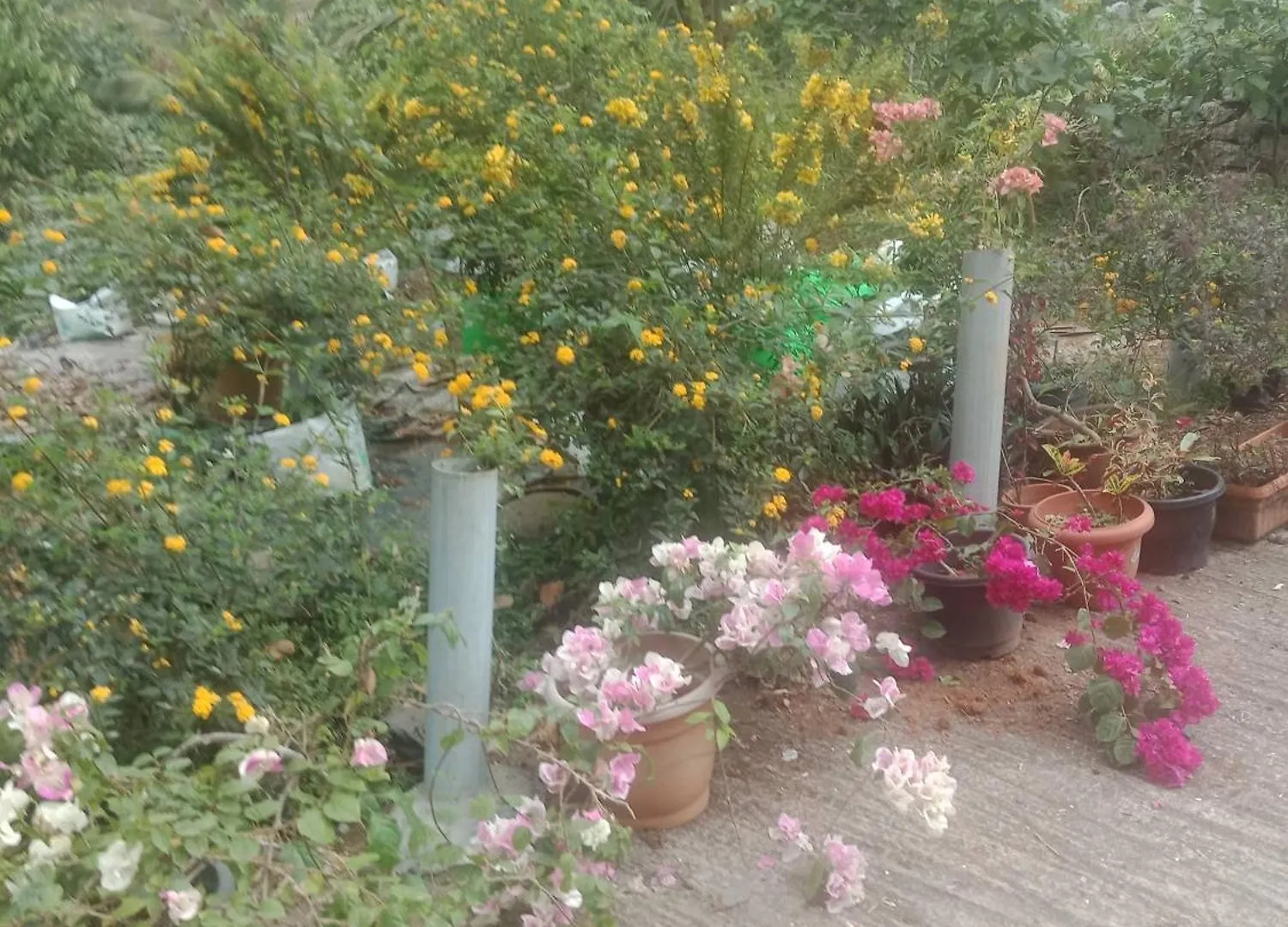 Anachal New Serene Mountains Munnar 0*,  הודו