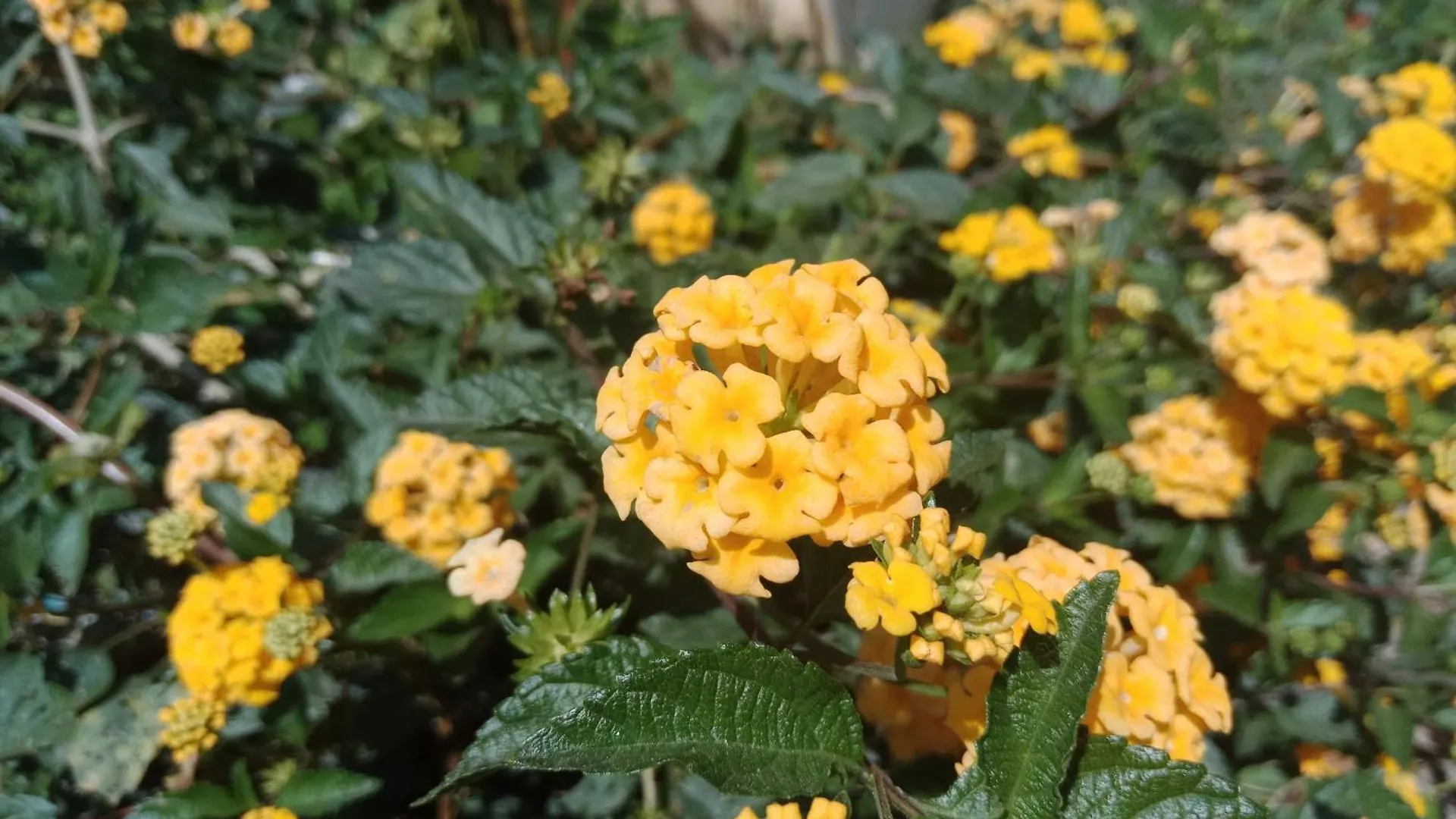 בית אירוח Anachal New Serene Mountains Munnar