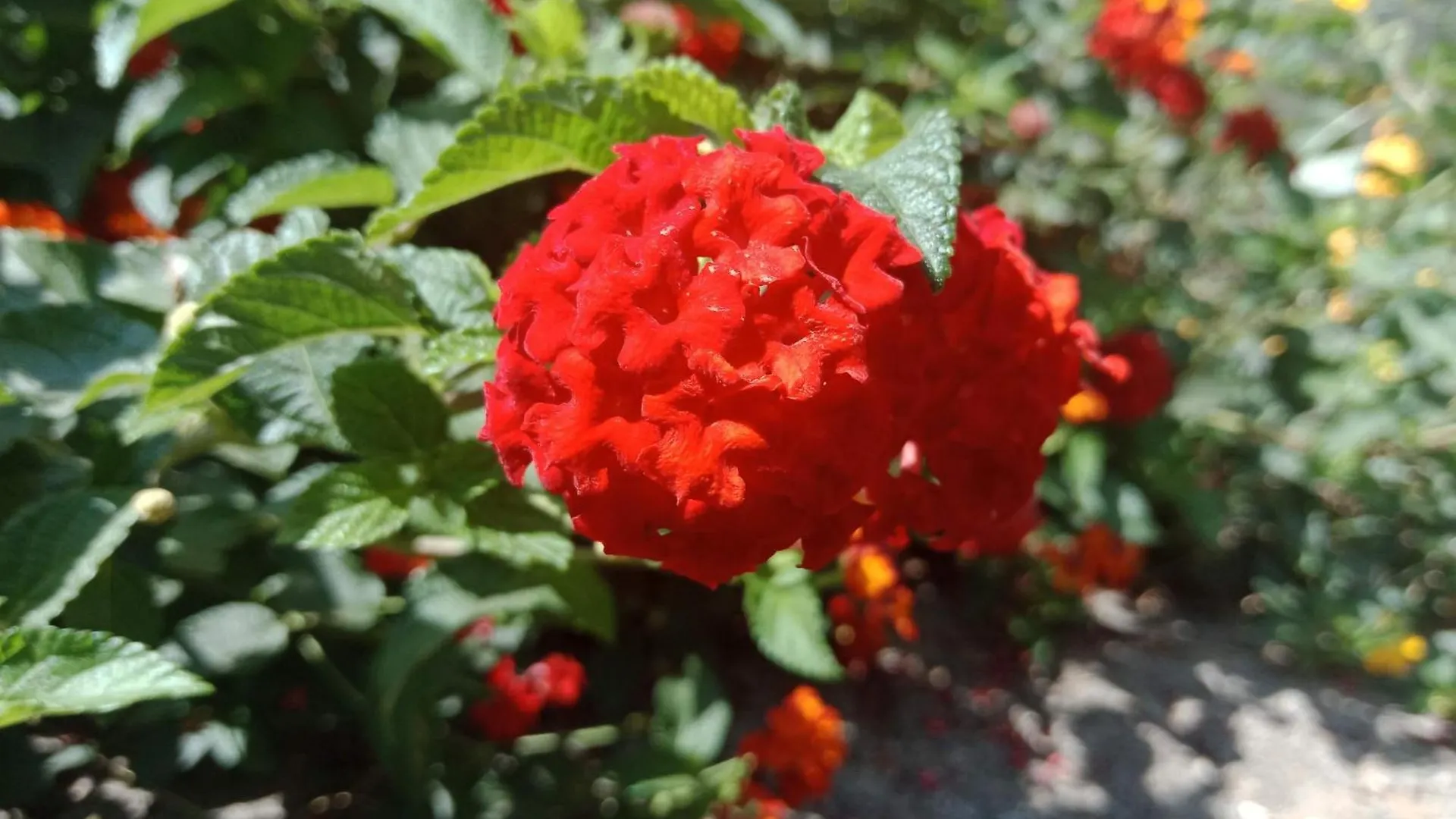 בית אירוח Anachal New Serene Mountains Munnar הודו